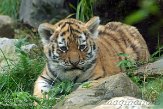 NDA01143205 Siberische tijger / Panthera tigris altaica