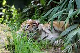 NDA01143245 Siberische tijger / Panthera tigris altaica