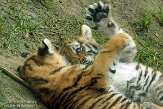 NDA01143329 Siberische tijger / Panthera tigris altaica