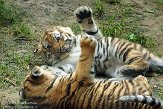 NDA01143341 Siberische tijger / Panthera tigris altaica