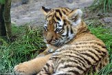 NDA01143358 Siberische tijger / Panthera tigris altaica