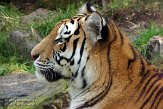 NDA01143364 Siberische tijger / Panthera tigris altaica