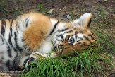 NDA01143376 Siberische tijger / Panthera tigris altaica