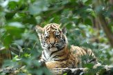 NDA01143393 Siberische tijger / Panthera tigris altaica
