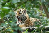 NDA01143395 Siberische tijger / Panthera tigris altaica
