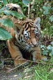 NDA01143414 Siberische tijger / Panthera tigris altaica