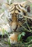 NDA01143436 Siberische tijger / Panthera tigris altaica