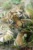 NDA01143440 Siberische tijger / Panthera tigris altaica