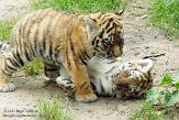 NDA01143446 Siberische tijger / Panthera tigris altaica