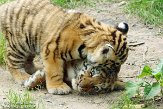 NDA01143448 Siberische tijger / Panthera tigris altaica