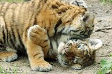 NDA01143450 Siberische tijger / Panthera tigris altaica