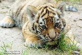 NDA01143460 Siberische tijger / Panthera tigris altaica