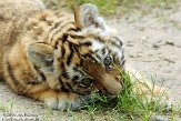 NDA01143461 Siberische tijger / Panthera tigris altaica