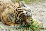 NDA01143461 Siberische tijger / Panthera tigris altaica