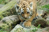 NDA01143470 Siberische tijger / Panthera tigris altaica