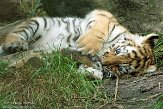 NDA01143486 Siberische tijger / Panthera tigris altaica
