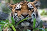 NDA02156820 Siberische tijger / Panthera tigris altaica