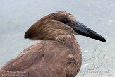 NDA02156846 hamerkop / Scopus umbretta