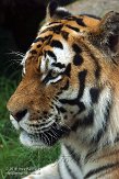 NDA02156892 Siberische tijger / Panthera tigris altaica