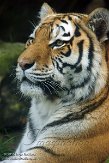 NDA02156894 Siberische tijger / Panthera tigris altaica