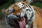 NDA02156906 Siberische tijger / Panthera tigris altaica
