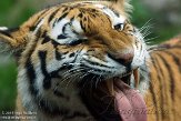 NDA02156912 Siberische tijger / Panthera tigris altaica