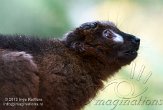 DZK0113A234 roodbuikmaki / Eulemur rubriventer
