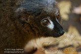 DZK0113A268 roodbuikmaki / Eulemur rubriventer