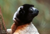 DZK0113A350 kroonsifaka / Propithecus coronatus