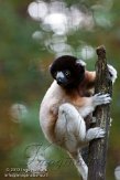 DZK0113A365 kroonsifaka / Propithecus coronatus