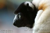 DZK0113A383 kroonsifaka / Propithecus coronatus