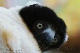 DZK0113A384 kroonsifaka / Propithecus coronatus