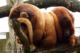 NAP01132748 rode brulaap / Alouatta seniculus