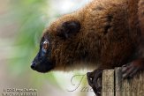 NAP01132763 roodbuikmaki / Eulemur rubriventer