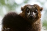 NAP01141521 roodbuikmaki / Eulemur rubriventer