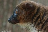 NAP01141576 roodbuikmaki / Eulemur rubriventer