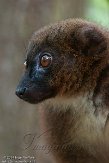 NAP01141585 roodbuikmaki / Eulemur rubriventer