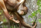 NAP01141599 Borneo orang-oetan / Pongo pygmaeus