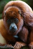 NAP01141646 rode brulaap / Alouatta seniculus