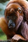 NAP01141652 rode brulaap / Alouatta seniculus