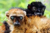 NAP01141697 blauwoogmaki / Eulemur flavifrons