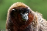 NAP01141728 rode titi / Callicebus cupreus