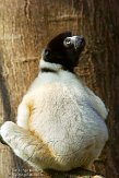 NAP01151924 kroonsifaka / Propithecus coronatus