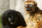 NAP01151937 blauwoogmaki / Eulemur flavifrons