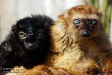 NAP01151952 blauwoogmaki / Eulemur flavifrons