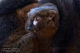 NAP01151954 roodbuikmaki / Eulemur rubriventer