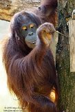 NAP01151960 Borneo orang-oetan / Pongo pygmaeus