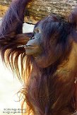 NAP01151961 Borneo orang-oetan / Pongo pygmaeus