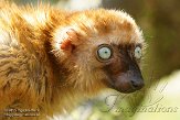 NAP01152053 blauwoogmaki / Eulemur flavifrons