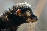 NAP01152056 blauwoogmaki / Eulemur flavifrons